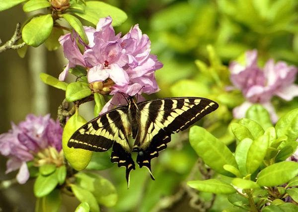 Black and yellow striped swallowtail butterfly on a pink azalea blossom.